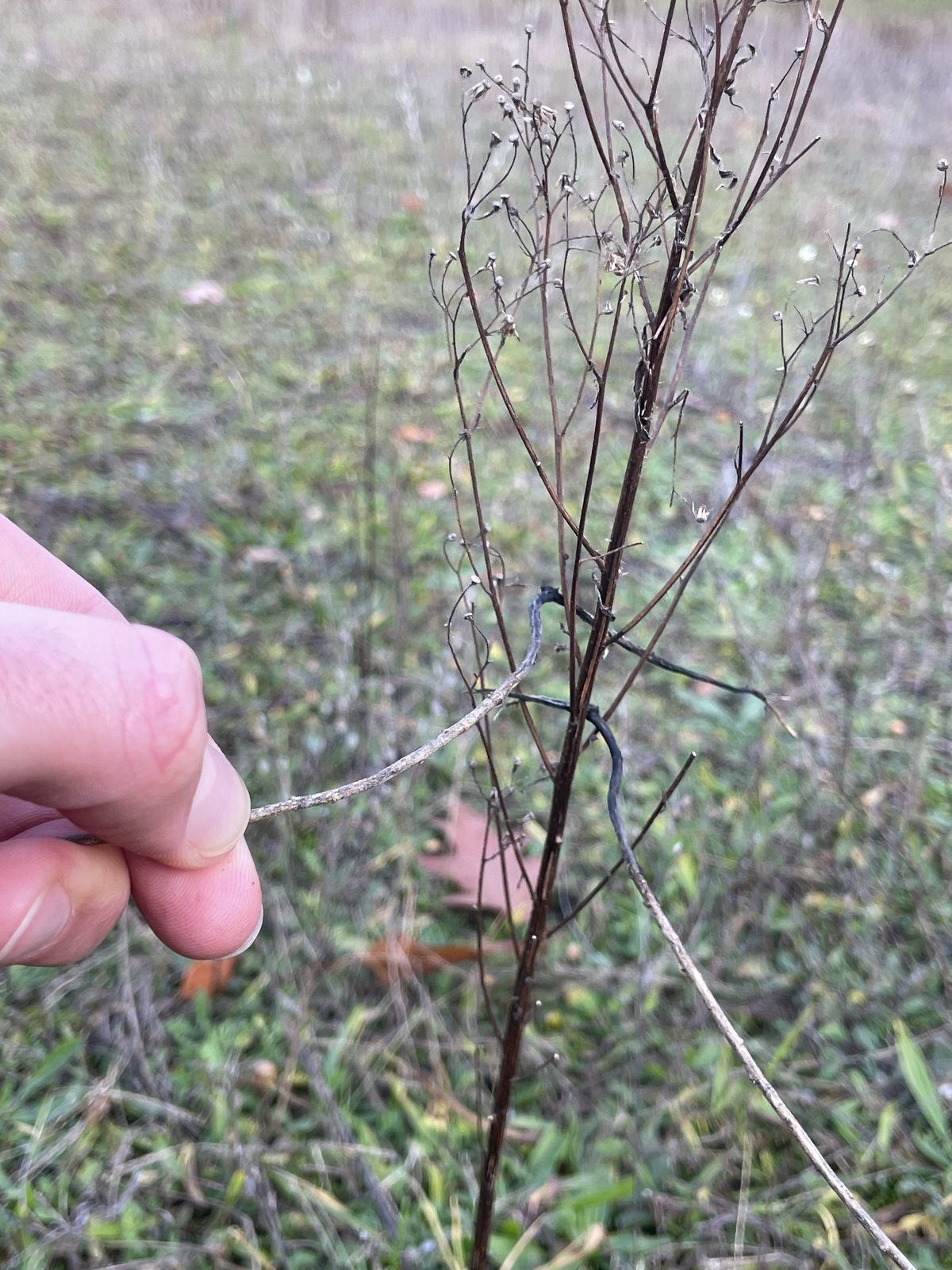 IMG_1760.jpg